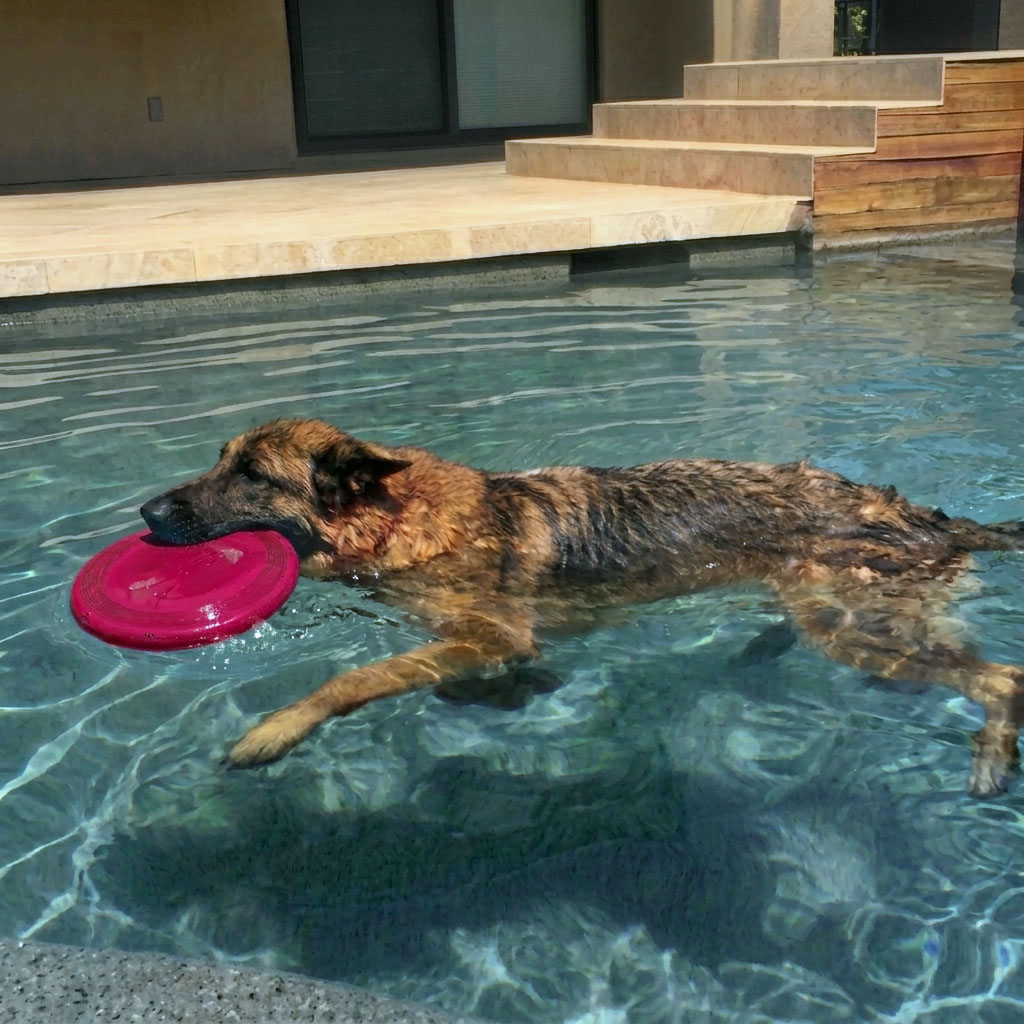 Marshall swimming while carrying his Frisbee