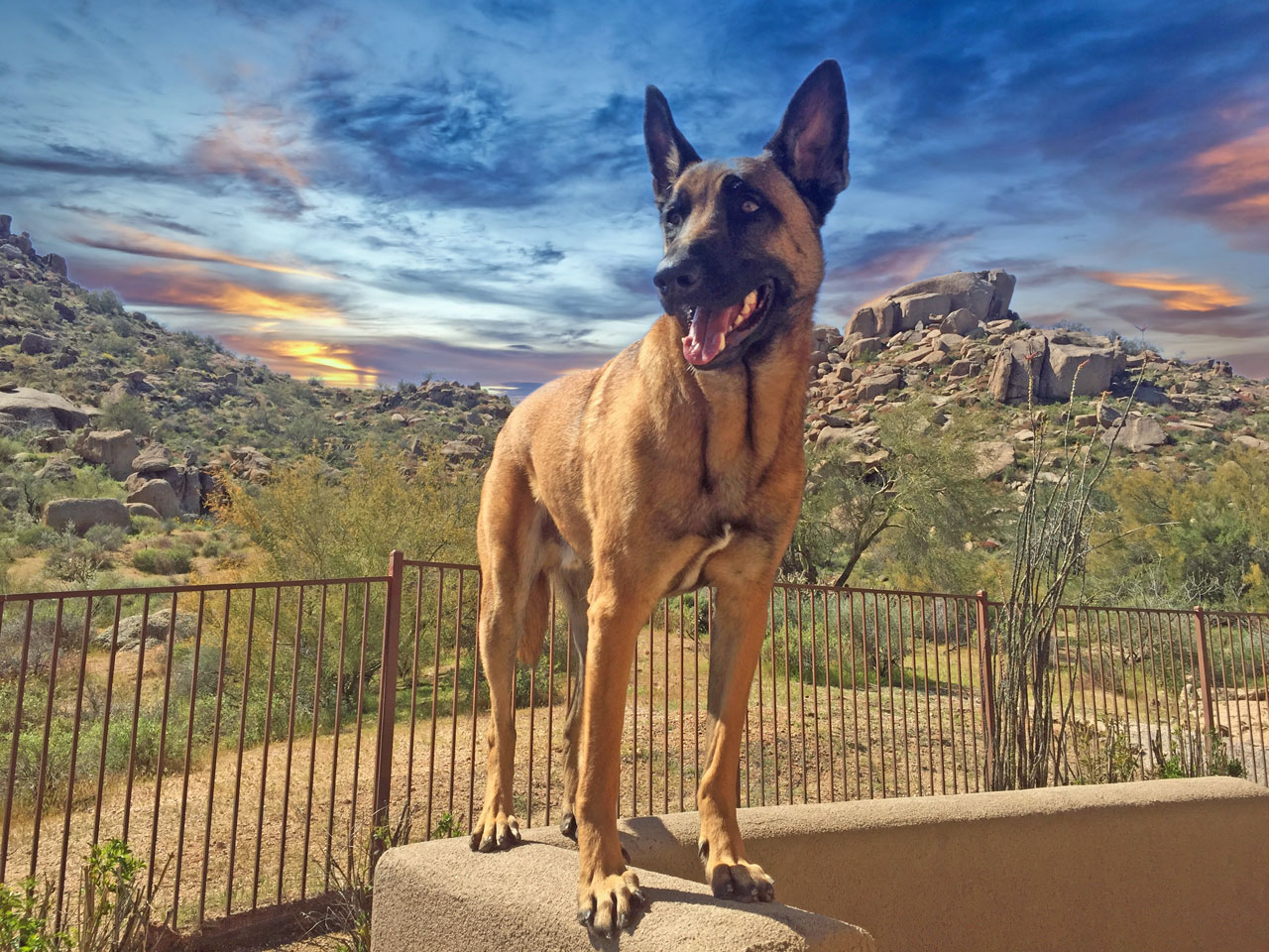 Marshall wearing his service-dog harness